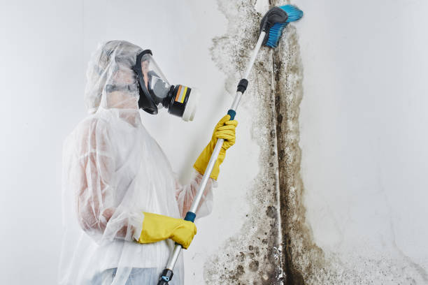 Best Crawl Space Mold Remediation in Hampton, GA