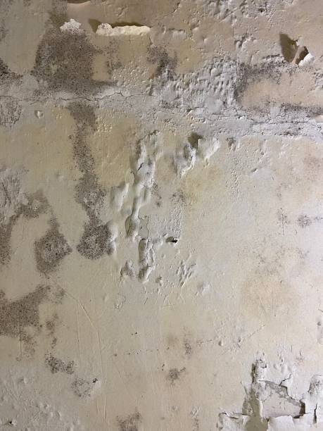 Best Crawl Space Mold Remediation in Hampton, GA