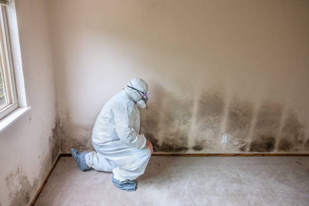 Best Health and Safety Mold Remediation in Hampton, GA